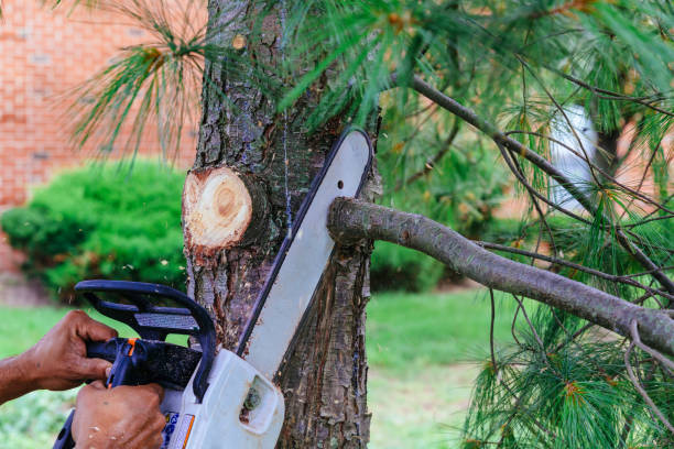 How Our Tree Care Process Works  in  North Newton, KS